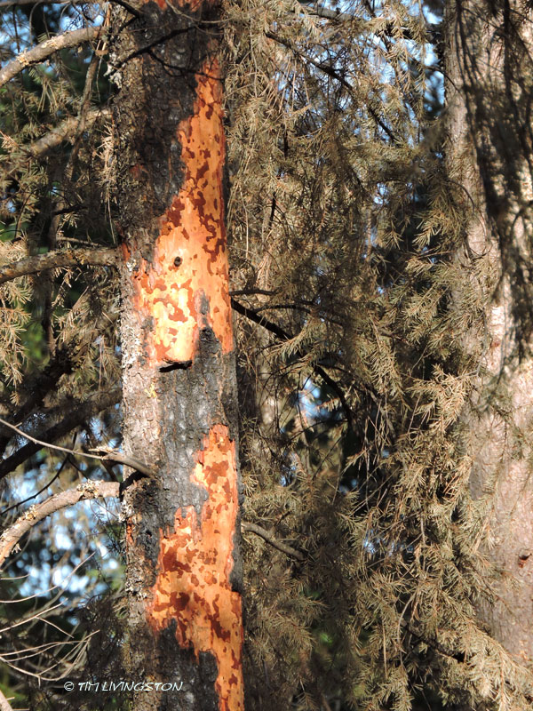 Carr Fire, wildfire, timber, salvage logging, forest, forestry, logging, bark beetles, insect damage
