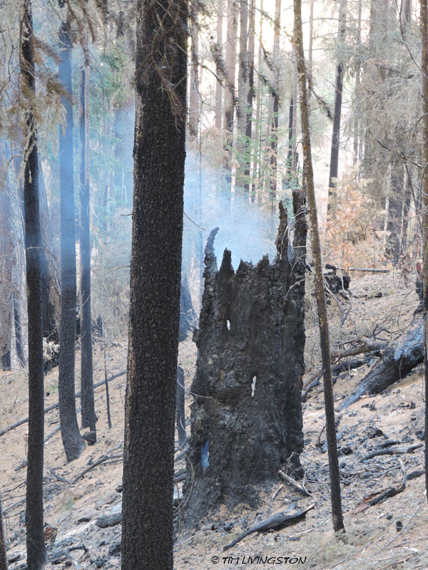 Carr Fire, wildfire, timber, salvage logging, forest, forestry, logging