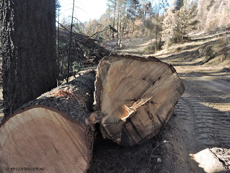 Carr Fire, wildfire, timber, salvage logging, forest, forestry, logging