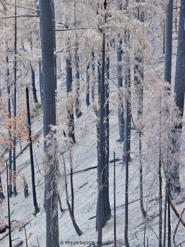 Carr Fire, wildfire, timber, salvage logging, forest, forestry, logging