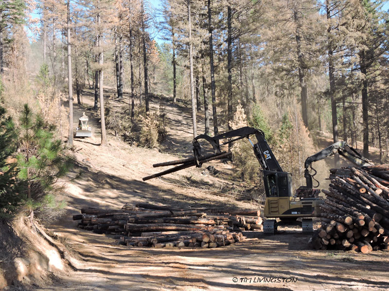 Carr Fire, wildfire, timber, salvage logging, forest, forestry, logging