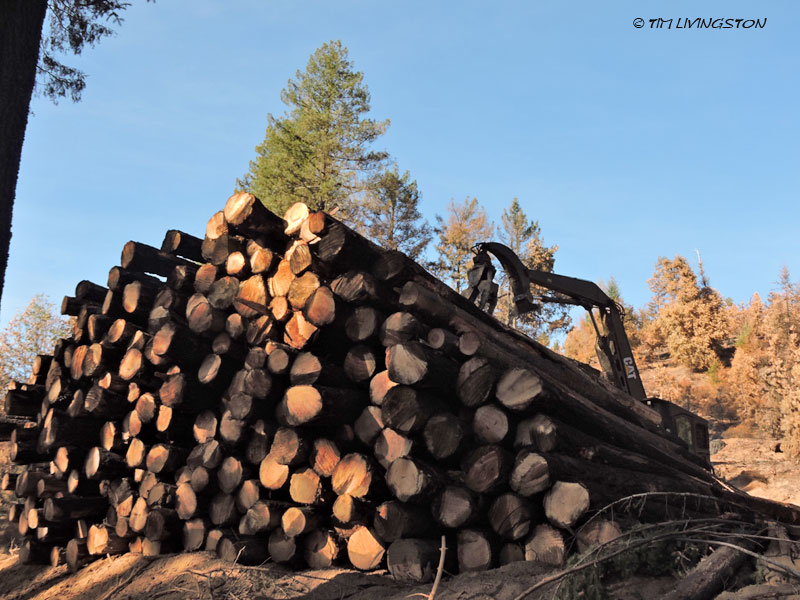 Carr Fire, wildfire, timber, salvage logging, forest, forestry, logging
