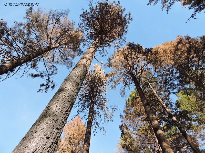 Carr Fire, wildfire, timber, salvage logging, forest, forestry, logging