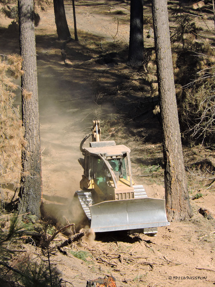 Carr Fire, wildfire, timber, salvage logging, forest, forestry, logging
