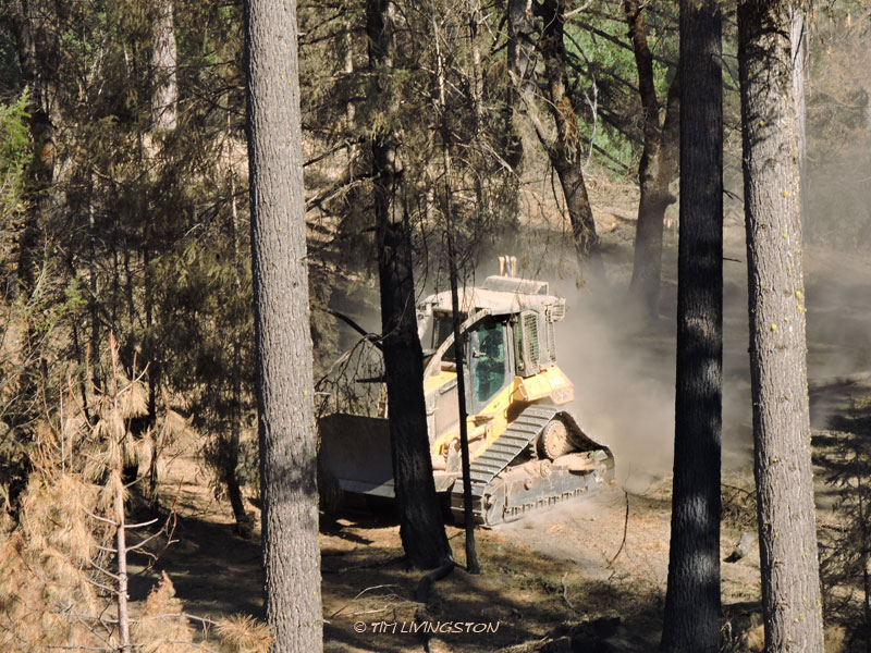 Carr Fire, wildfire, timber, salvage logging, forest, forestry, logging