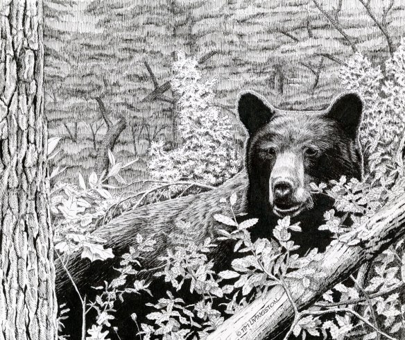 black bear, bear
