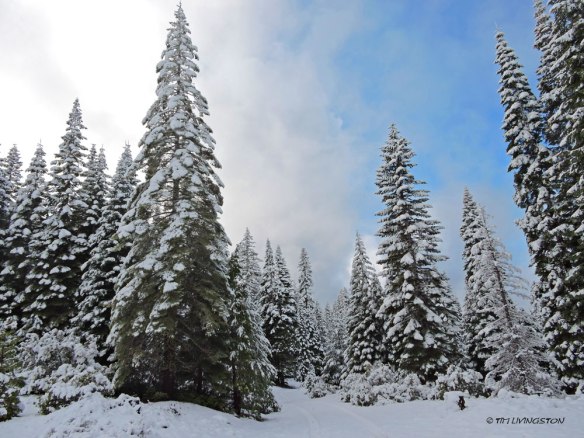 Snow, winter, forestry